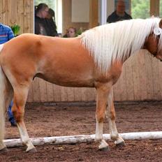 Tyroler Haflinger Winchester af Hestehaven