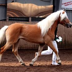 Tyroler Haflinger Winchester af Hestehaven