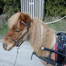Shetlænder Titter´s first-fighter