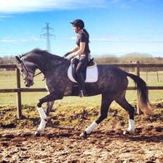 Dansk Varmblod Stærebogårds Perfect