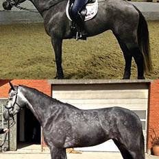 Dansk Varmblod Stærebogårds Perfect