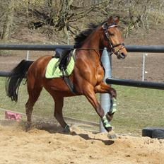 Anden særlig race Uniq