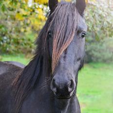 Barockpferd Clarissa