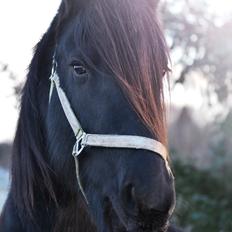 Barockpferd Clarissa