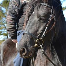 Barockpferd Clarissa