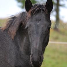 Barockpferd Nørrelunds Zippo