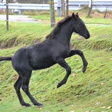 Barockpferd Nørrelunds Zippo