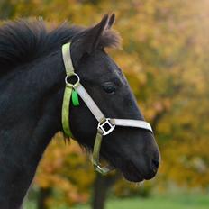 Barockpferd Nørrelunds Zippo