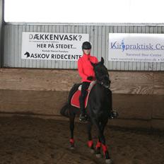 Anglo Araber (AA) Malu L 