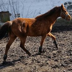 Tysk Sportspony Tai Tonia