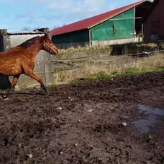 Tysk Sportspony Tai Tonia