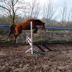 Tysk Sportspony Tai Tonia