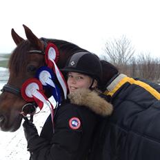 Welsh Cob (sec D) Magic Marie