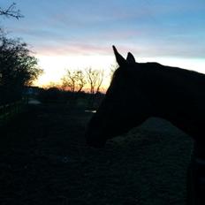 Trakehner McLaren G