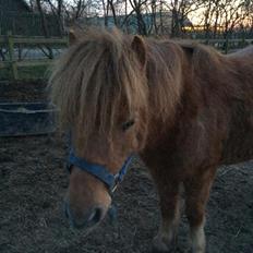 Shetlænder Lille Robin