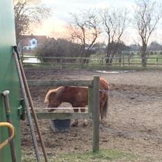 Shetlænder Lille Robin