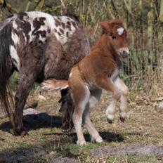 Knabstrupper Kragheredens Jumping Easter Surprise