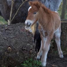 Knabstrupper Kragheredens Jumping Easter Surprise