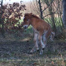 Knabstrupper Kragheredens Jumping Easter Surprise