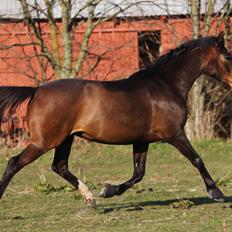 Dansk Varmblod Bøgegårdens Liva