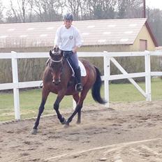 Trakehner Kornella von C