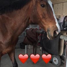 Dansk Varmblod Candi-Ligth Elmbo