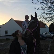 Dansk Varmblod Candi-Ligth Elmbo