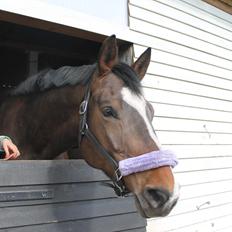 Dansk Varmblod Kiara ''Soulmate''