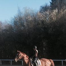 Dansk Varmblod Merry Dance 