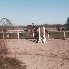 Dansk Varmblod Merry Dance 