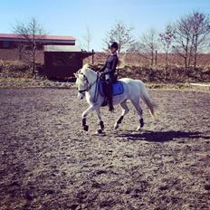 Welsh Pony (sec B) Diablo