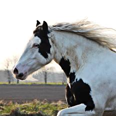 Tinker Hauge's Aileen [Ko]