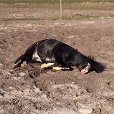 Anden særlig race Prinze of The Dark Spirit