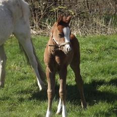 Welsh Pony (sec B) stud moon`s lucky moon 
