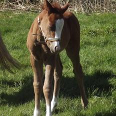 Welsh Pony (sec B) stud moon`s lucky moon 