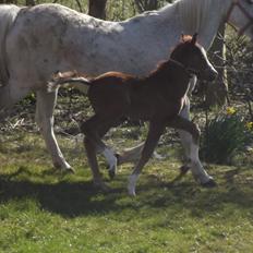 Welsh Pony (sec B) stud moon`s lucky moon 