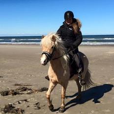 Islænder Ganti fra Kjeldsig <3