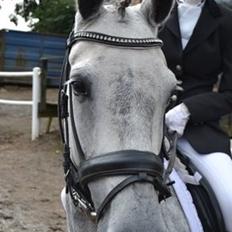 Connemara Hesselholts Wild Rose - solgt