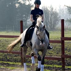 Knabstrupper John wayne- afdød avlshingst