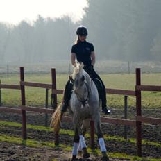 Knabstrupper John wayne- afdød avlshingst
