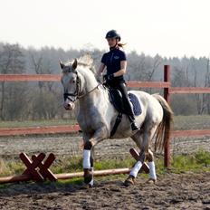 Knabstrupper John wayne- afdød avlshingst