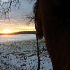 Anden særlig race Veronika