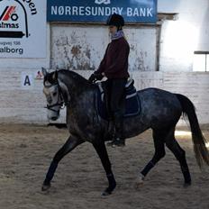 Anden særlig race Grønvangs Jocelynn (SOLGT)