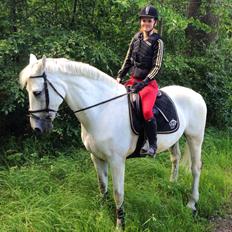 Anden særlig race Monsieur Cheval