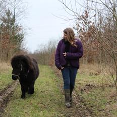 Shetlænder Laban (Moffe)