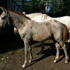 Anden særlig race RIP Chili Is Hot 20/12-2021