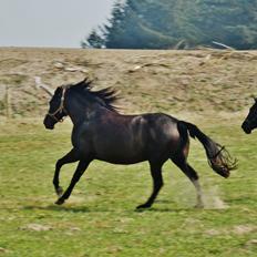 Pura Raza Española Stald Skou Desbocada YC SOLGT