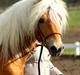 Tyroler Haflinger Winchester af Hestehaven