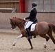 Hollandsk Sportspony Jordy