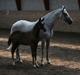 Trakehner McLaren G